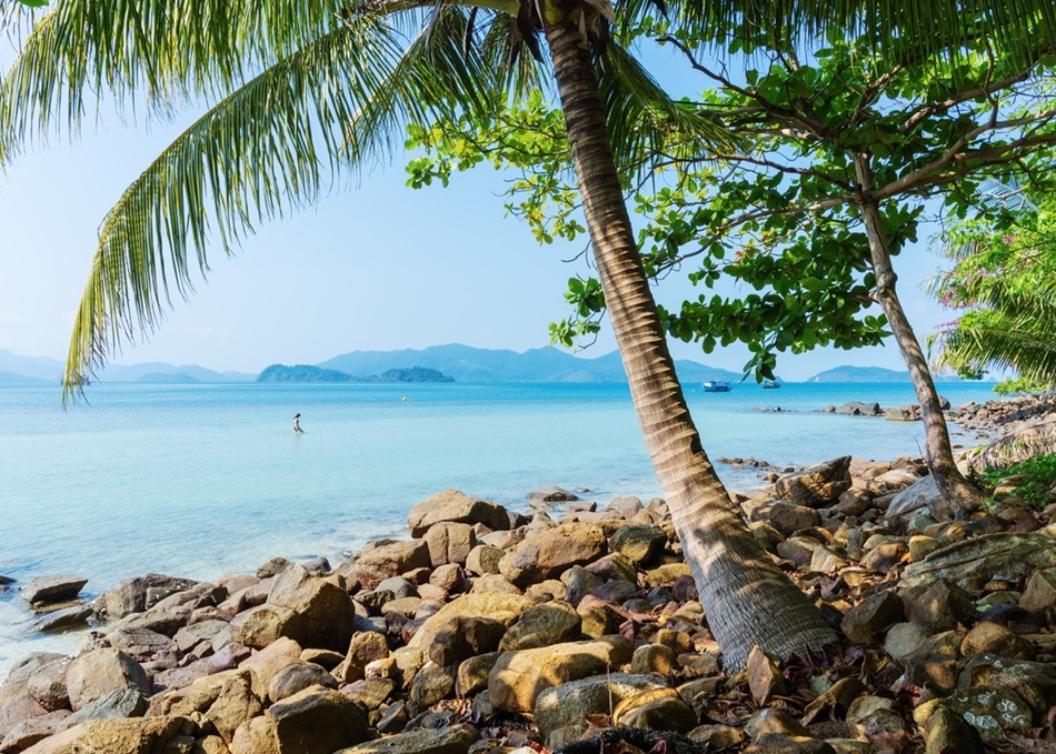 Palm on a tropical beach