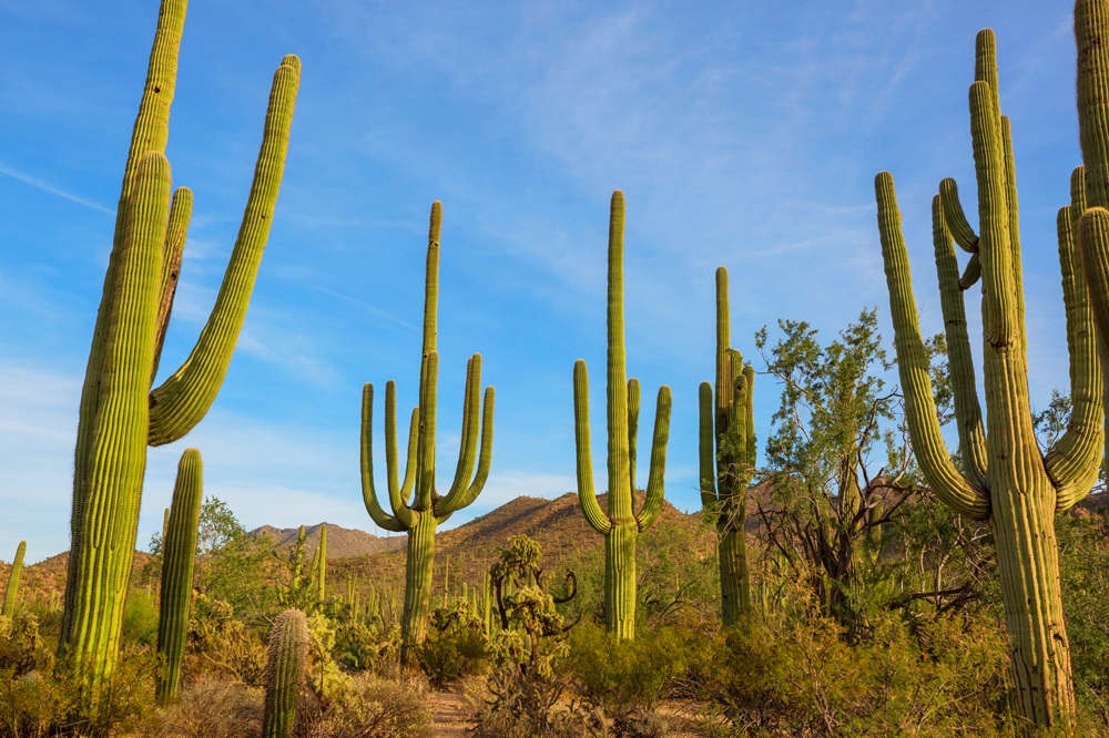 Cactus in the Arizona desert.